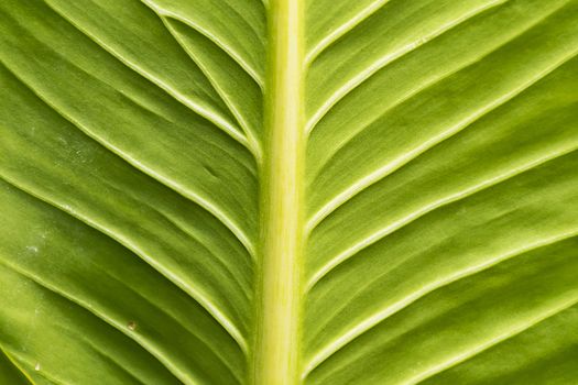 Close up green leaf texture/background.