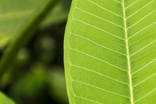 Close up green leaf texture/background.