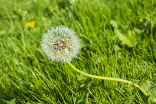 wild growing dandelion seed head in grass