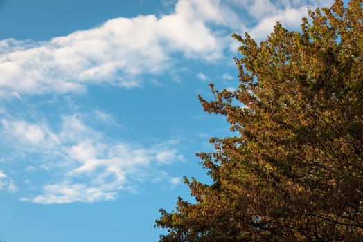 Autumn leaves with the blue sky background,Milan italy.