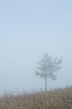 morning sunrise over a field with a single tree and fog in the distance