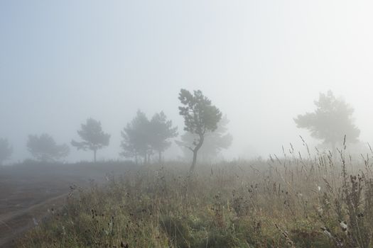 morning sunrise over a field with a single tree and fog in the distance