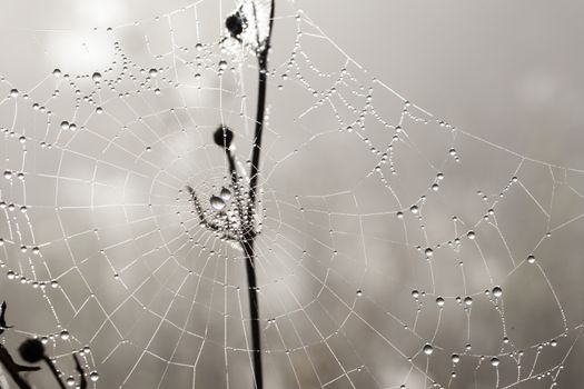 many drops of dew on a spider web