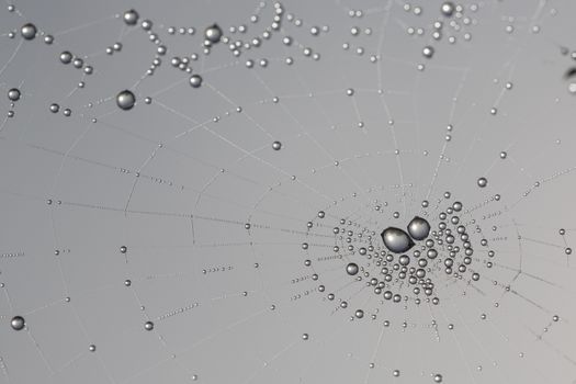 many drops of dew on a spider web