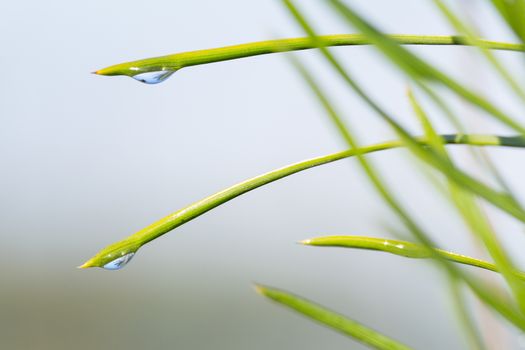 morning nature background with beautiful drop on a blade of grass