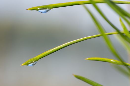 morning nature background with beautiful drop on a blade of grass