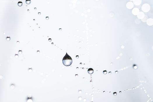 many drops of dew on a spider web