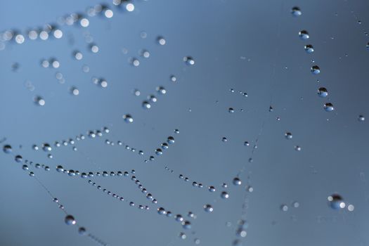 many drops of dew on a spider web
