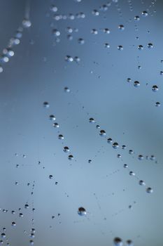 many drops of dew on a spider web