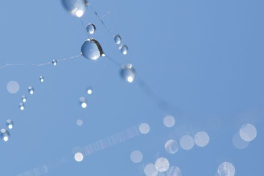many drops of dew on a spider web