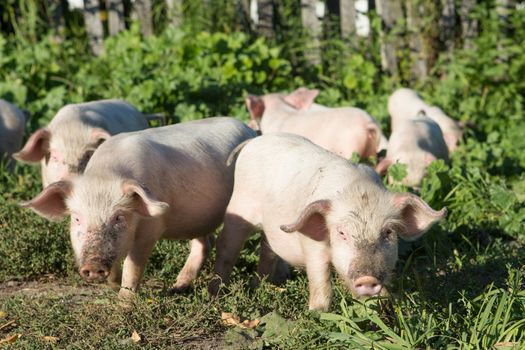 Sweet filthy Piglet on a green meadow