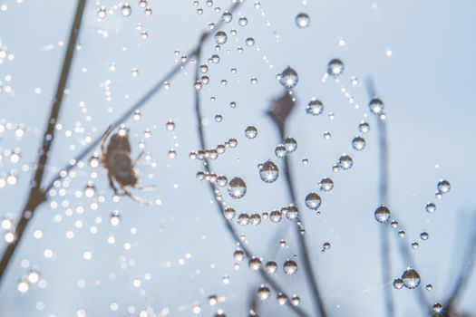 many drops of dew on a spider web