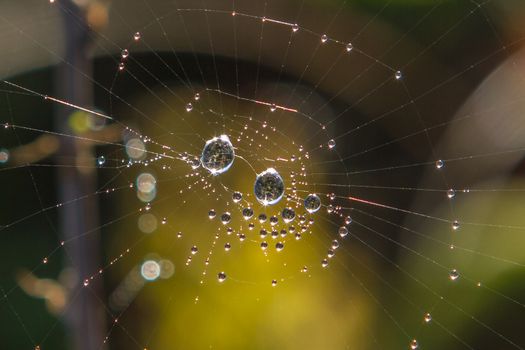 many drops of dew on a spider web