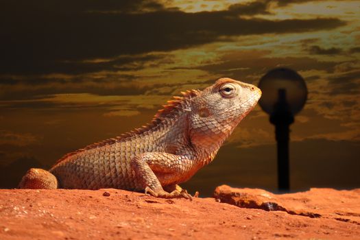A metaphorical image of a chameleon rising up from a dusky evening sky.