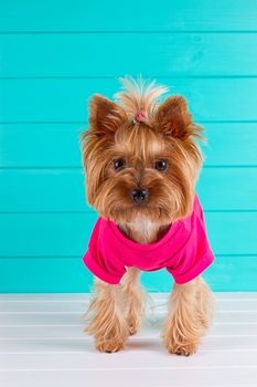 Yorkshire terrier in a pink shirt on a background of blue wall