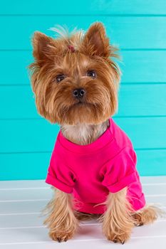 Yorkshire terrier in a pink shirt on a background of blue wall