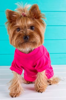 Yorkshire terrier in a pink shirt on a background of blue wall