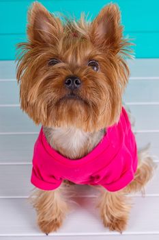 Yorkshire terrier in a pink shirt on a background of blue wall