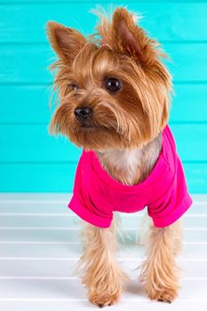 Yorkshire terrier in a pink shirt on a background of blue wall