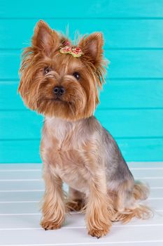 Adult Yorkshire terrier on a blue fence