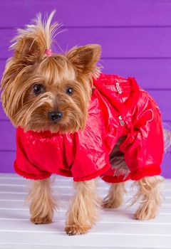 One Yorkshire Terrier in red overalls with pet diapers sits on purple background