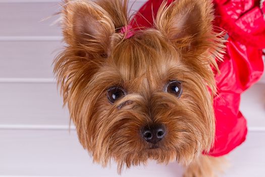One Yorkshire Terrier in red overalls with pet diapers sits on purple background
