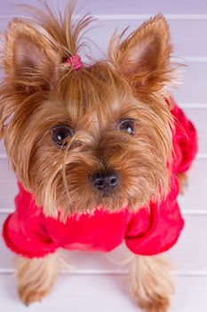 One Yorkshire Terrier in red overalls with pet diapers sits on purple background