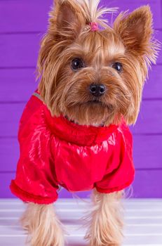 One Yorkshire Terrier in red overalls with pet diapers sits on purple background