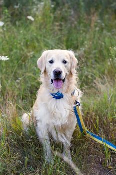 Golden Retriever sitting on a green glade