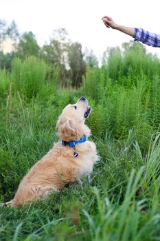 Golden Retriever sitting on a green glade