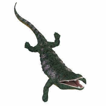 Archegosaurus was an amphibian tetrapod that lived in Europe during the Permian Period.