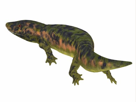 Dendrerpeton was an extinct genus of amphibious carnivore from the Carboniferous Period of Canada.