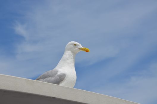 Seagull in the summer time in Maine, sitting on top of a boat.