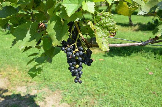 grapes on the vine during the late summer.