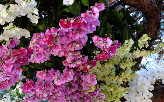 Amazing flower background, group of orchid pot show at flowers festival at Dalat, Vietnam in spring, colorful bloom, beautiful blossom on branch of tree, pink and purple petal from nice nature
