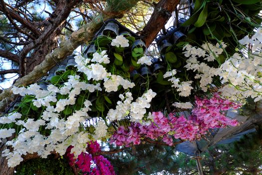 Amazing flower background, group of orchid pot show at flowers festival at Dalat, Vietnam in spring, colorful bloom, beautiful blossom on branch of tree, pink and purple petal from nice nature