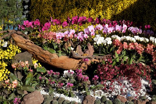 Amazing flower background, group of orchid pot show at flowers festival at Dalat, Vietnam in spring, colorful bloom, beautiful blossom on branch of tree, pink and purple petal from nice nature