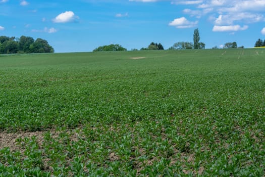 Agricultural landscape, agricultural use field in spring.