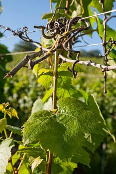Detail of a vine and leaf in a vineyard