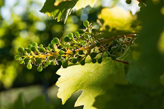Small green bunch of grapes and leaves on vineyard in backlight