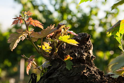 Small plant of vine born on a trunk in a vineyard