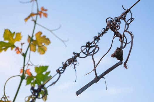 Detail of a vine and colored leaves against a blue sky