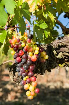 Closeup of sunny colored grapes before becoming red in the vineyard