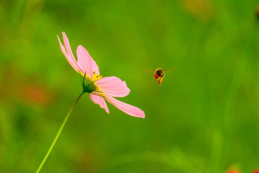 cosmos and bee are flying