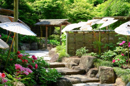 Peony garden in tokyo japan