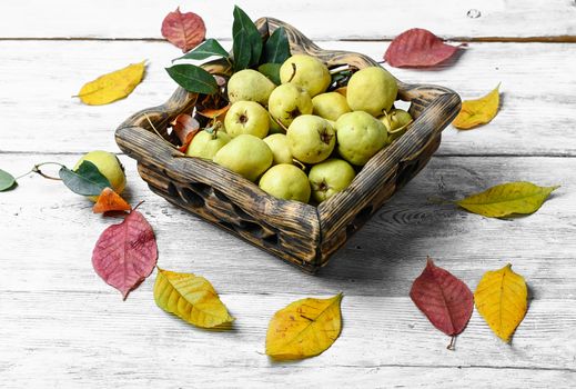 Harvest late autumn pears in wooden basket