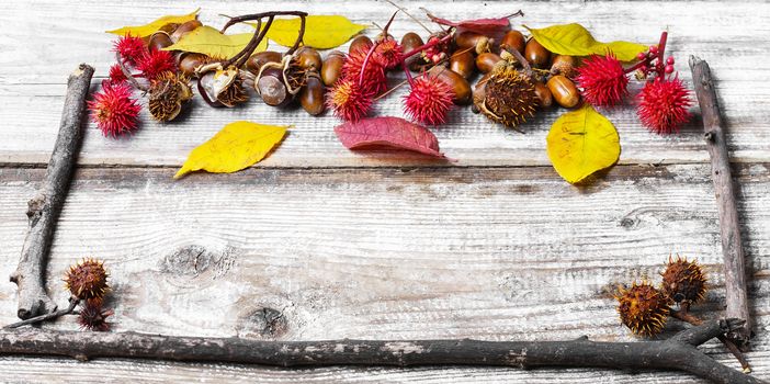 autumn background of leaves and dry branches