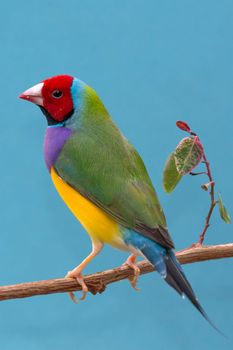 Beautiful multi colored Gouldian finch bird from Australia