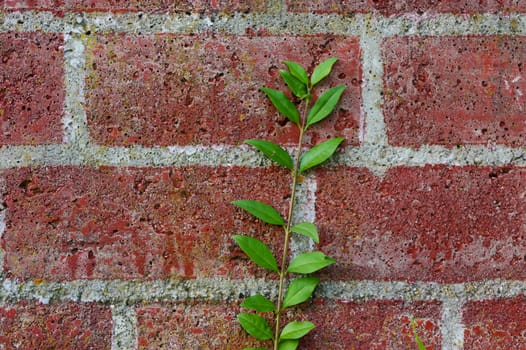 a plant on a red Brick wall in a close up