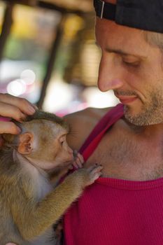 A man holds a young Rhesus Macaque Macaca mulatta on the arm. Thailand